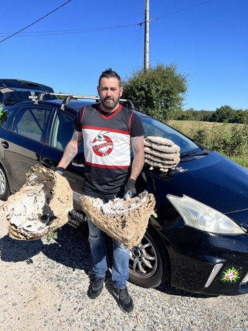 Enlèvement de nids de frelons à Carbonne 